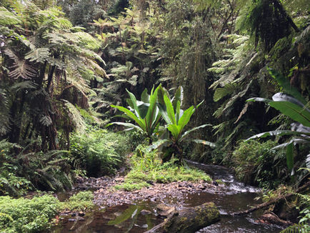 Castle Forest Campsite, Mount Kenya Forest Reserve