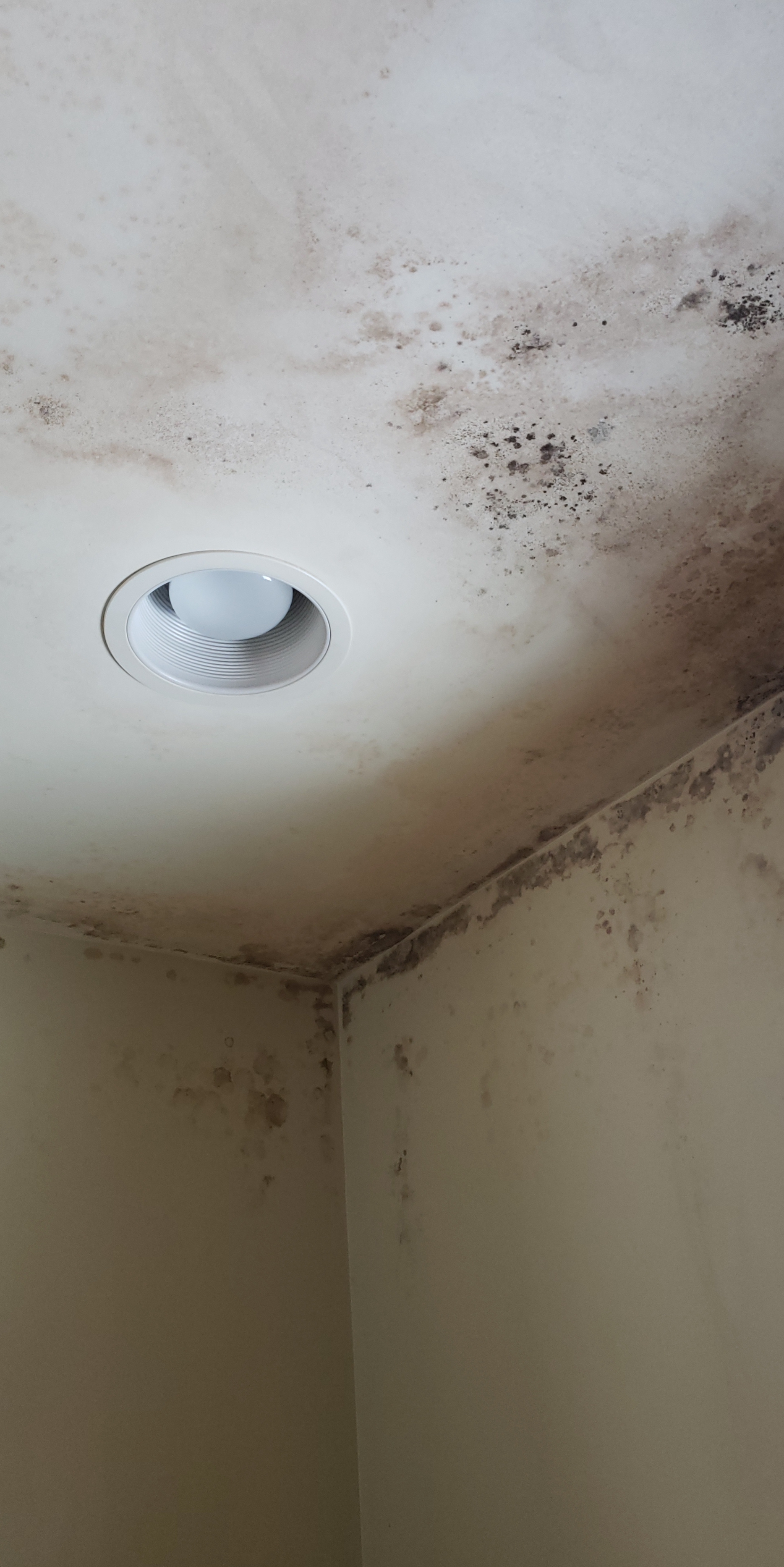 Be Bold And Get Rid Of Mold