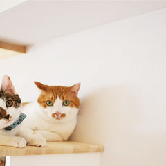 2匹の猫とくらす家