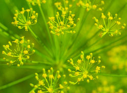 FENNEL EXTRACT