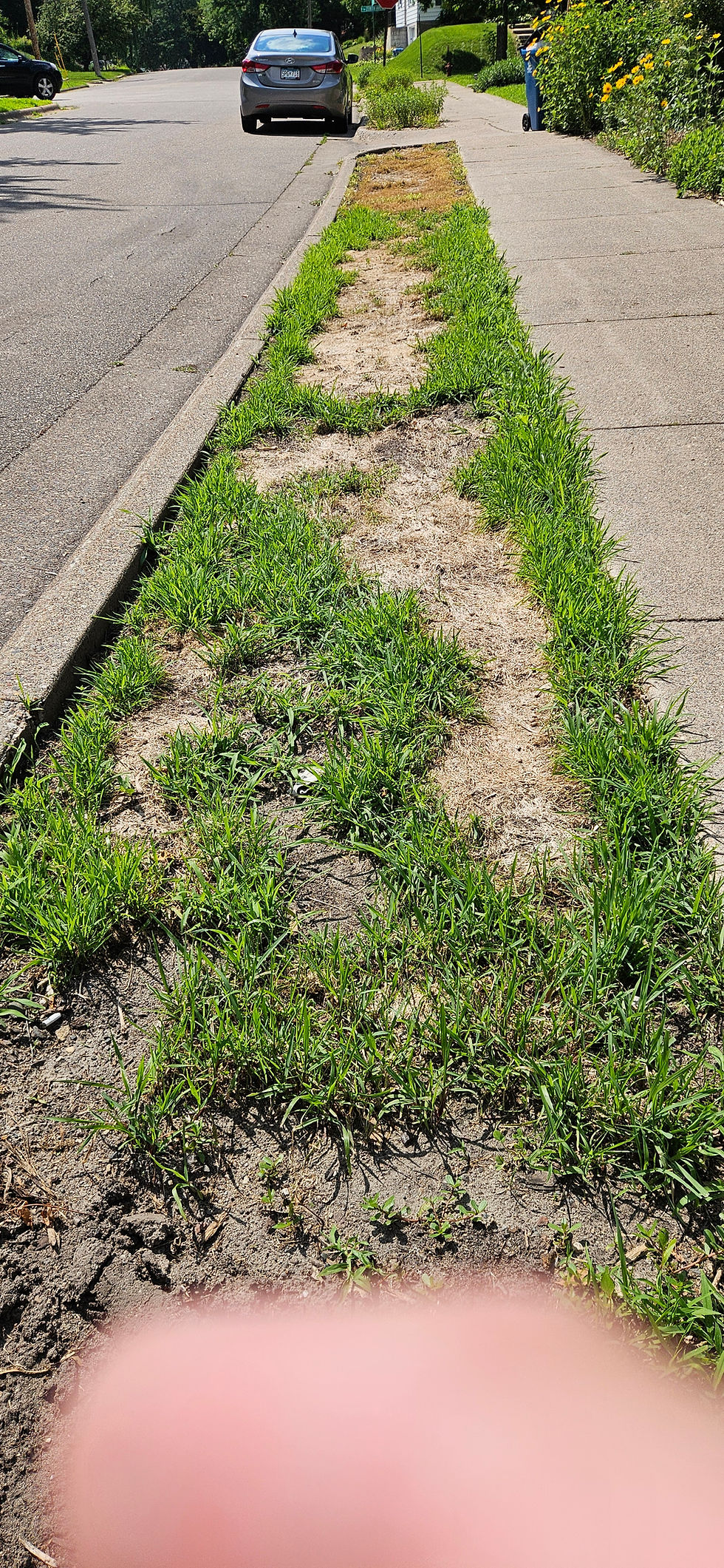 Alternative Lawns with Native Grasses