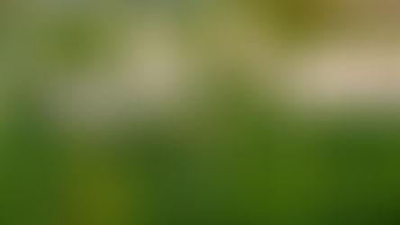 How Weeds Heal Our Soil