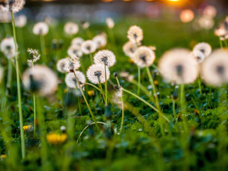 How Weeds Heal Our Soil