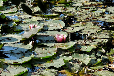 Claude Monet's Garden