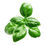 Thumbnail: Basil