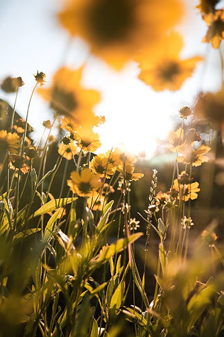 sunfolowers.jpeg