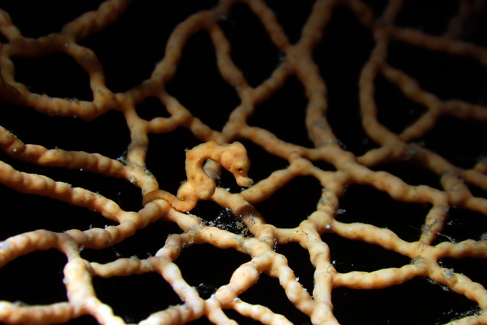 Shot By Jayr Morales