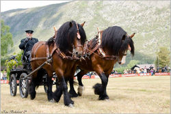 kjørehester, arbeidssele