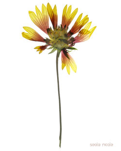 yellow red sunflower 18 001