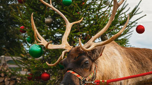 Where Christmas Lives