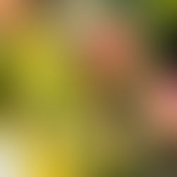 Orchids at Cheekwood