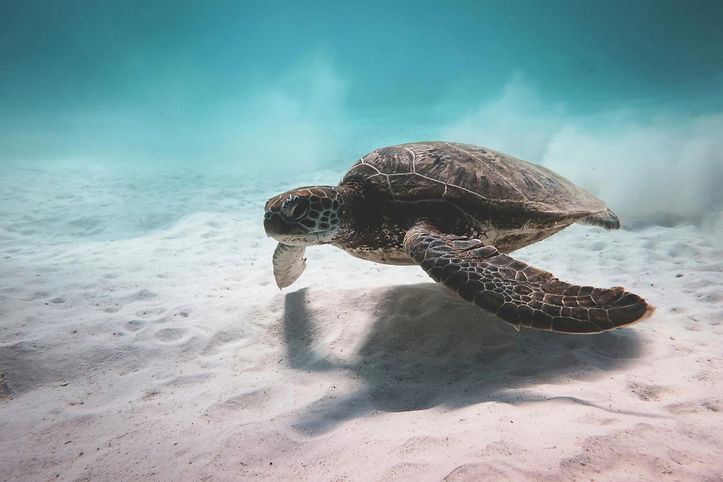 Sea turtle swimming over ocean sand book now to see it