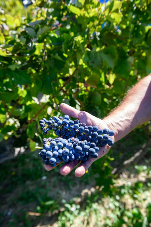 Noble Terre de vin
