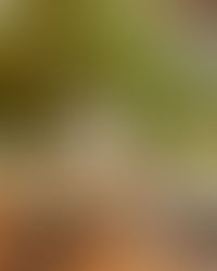 Plantin, l’art du diamant noir