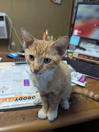 cat sitting on a desk