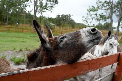 A donkey looking up at the sky