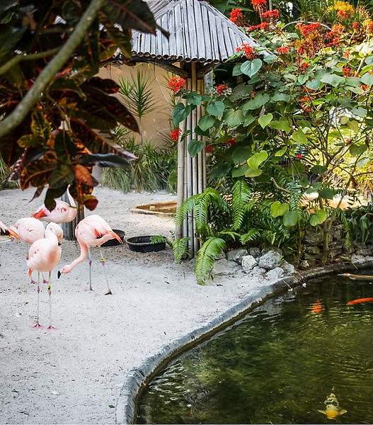 flamingos