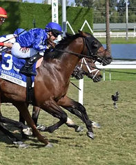 FORT WASHINGTON, CANADIAN TURF 25 CROP, COGLIANESE.JPG