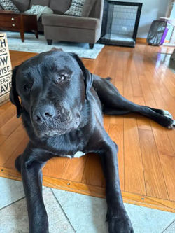 Toad - foster or adopter needed