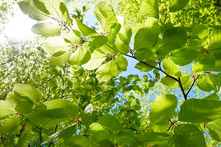 iStock-1127549747 (1).jpg