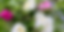 PFF_FlavorPic_01.png