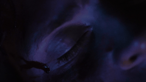 Houebreaker.gif