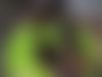 Quen/Bella Puppies Arrived...May 9, 2018