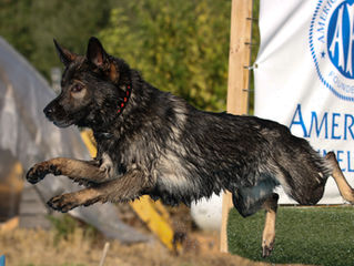 Puppy-Wuppy Goes Dock Diving