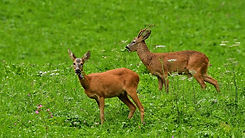 Bock und Geiss.jpg
