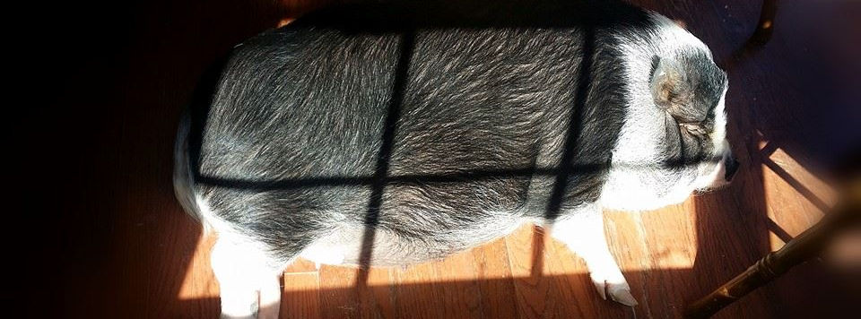 pig, potbelly, kunekune,