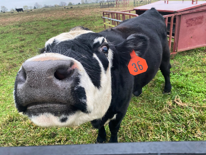 ABOUT THE FARM Allen Farms