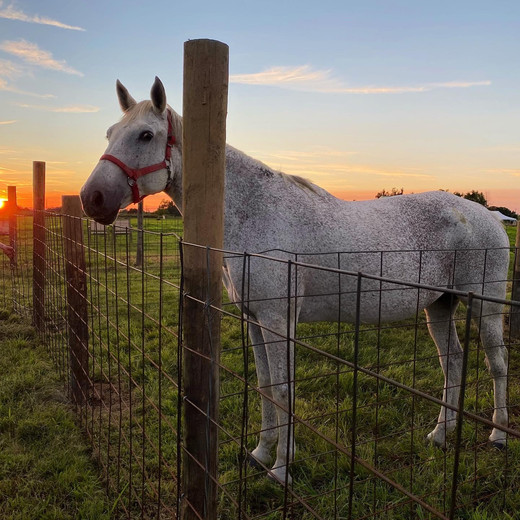 ABOUT THE FARM Allen Farms