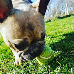 #littlegemsdevondogs #frenchie #newtonab