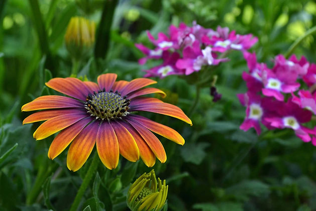 KFGardenPic1.jpeg