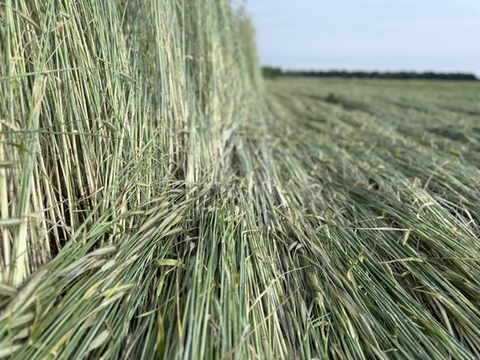 Cripped rye in field