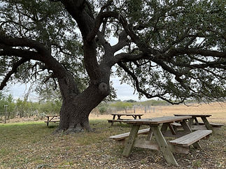 scenic large oak trees
