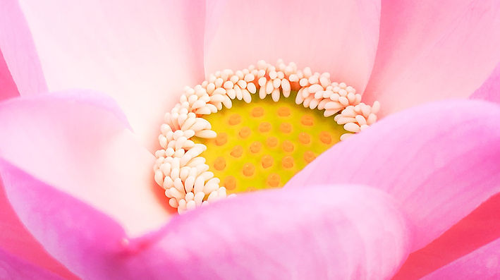 kumiko-shimizu-GxuHYhHyveM-unsplash_edited.jpg