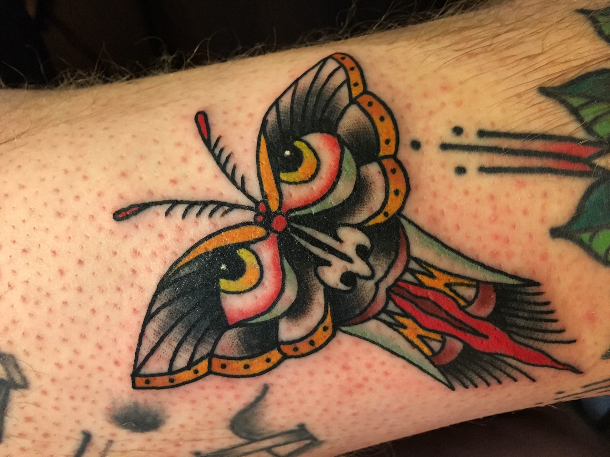 butterfly