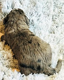 Blue merle male 1c_edited.jpg