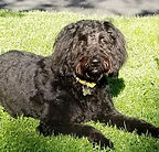 Black Adult Aussiedoodle Female Dog from Arena Valley acres