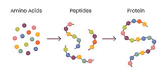 Proteins are long, complicated chains of amino acids. Peptides are short chains of those same amino acids. 