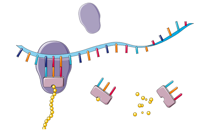 Figure 4: The translation process during DNA replication (translation icon extracted from Servier https://smart.servier.com/ is licensed under CC-BY 3.0 Unported https://creativecommons.org/licenses/by/3.0/, 2025)