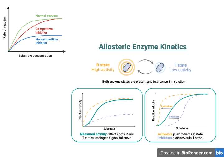 Figure 2: Allosteric enzyme activity based on the R (active) state and T (inactive) state.
