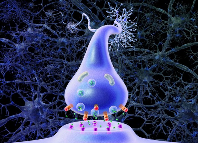 Figure 5: Illustration depicting the action of neurotransmitters (Extracted from Wellcome Collection by Arran Lewis, Action of SSRIs and NRIs, 2025).