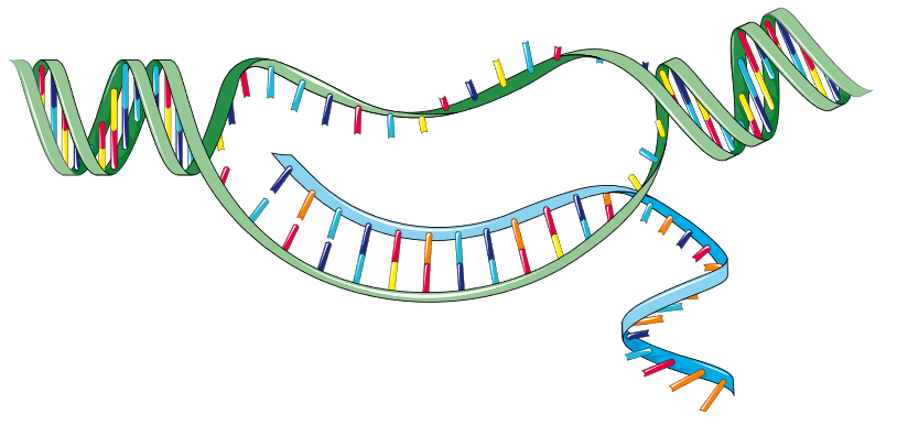 Figure 3: Illustration depicts the transcription process during DNA replication (transkription icon extracted from Servier https://smart.servier.com/ is licensed under CC-BY 3.0 Unported https://creativecommons.org/licenses/by/3.0/, 2025)