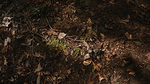 wald, erde.jpg