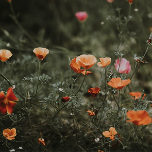 Landscape orientation shot of orange flowers_edited_edited.png