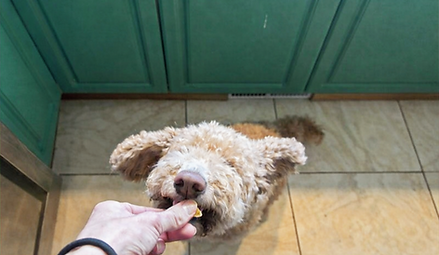 Happy dog getting treat.