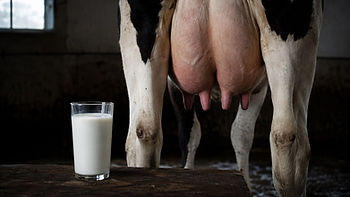 Glas Kuhmilch vor dem Euter einer Kuh - Milch als tierisches Euterdrüsensekret.
