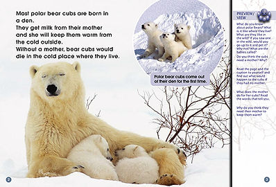 Knut — A Pet or Not?